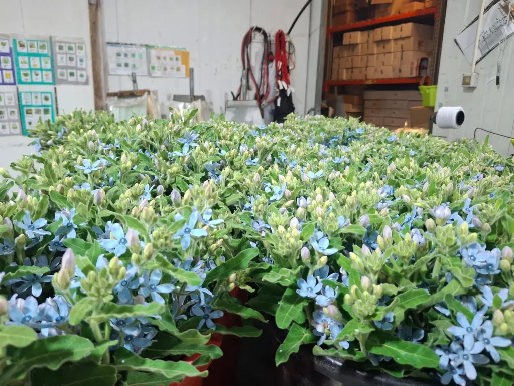 תמונה של WhatsApp‏ 2025-10-28 בשעה 10.35.51_befd80ed.webp